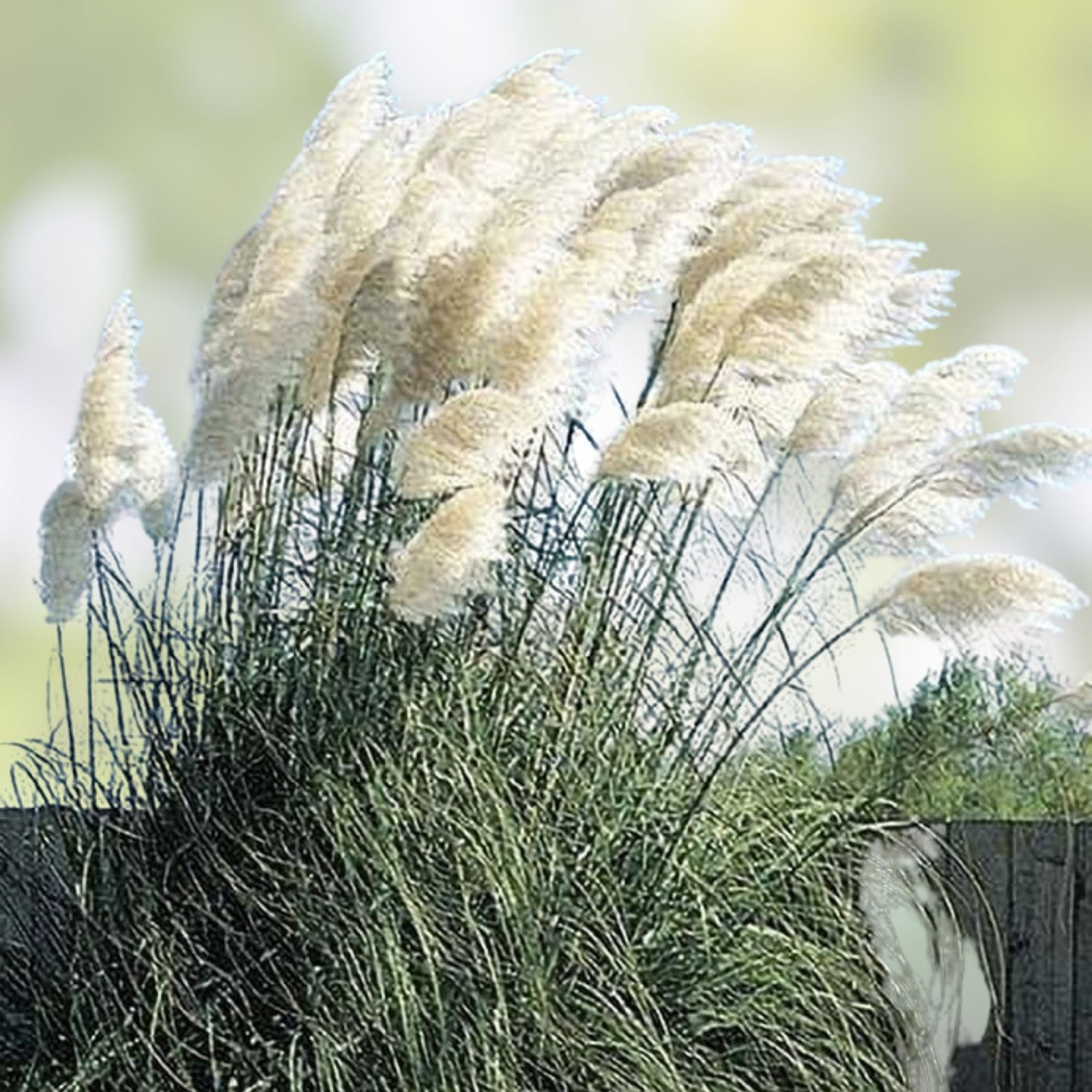 Giant White Pampas Grass Seeds 1,000 Count Cortaderia selloana Ornamental Grass Made in USA from Iowa
