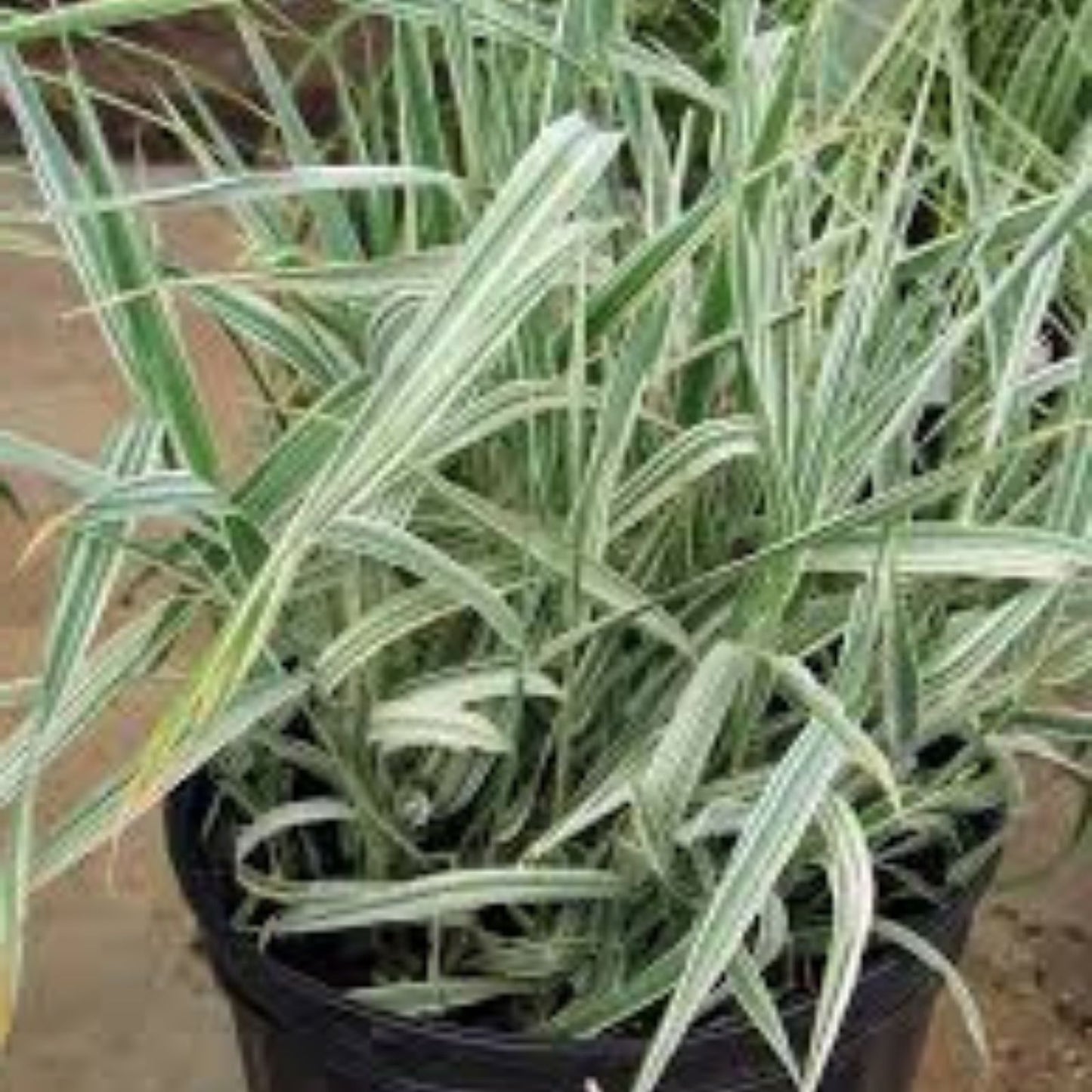 Ribbon Grass Plants - 10 Strawberry & Cream Root Divisions - Hardy Ground Cover for Sun or Shade - Phalaris arundinacea
