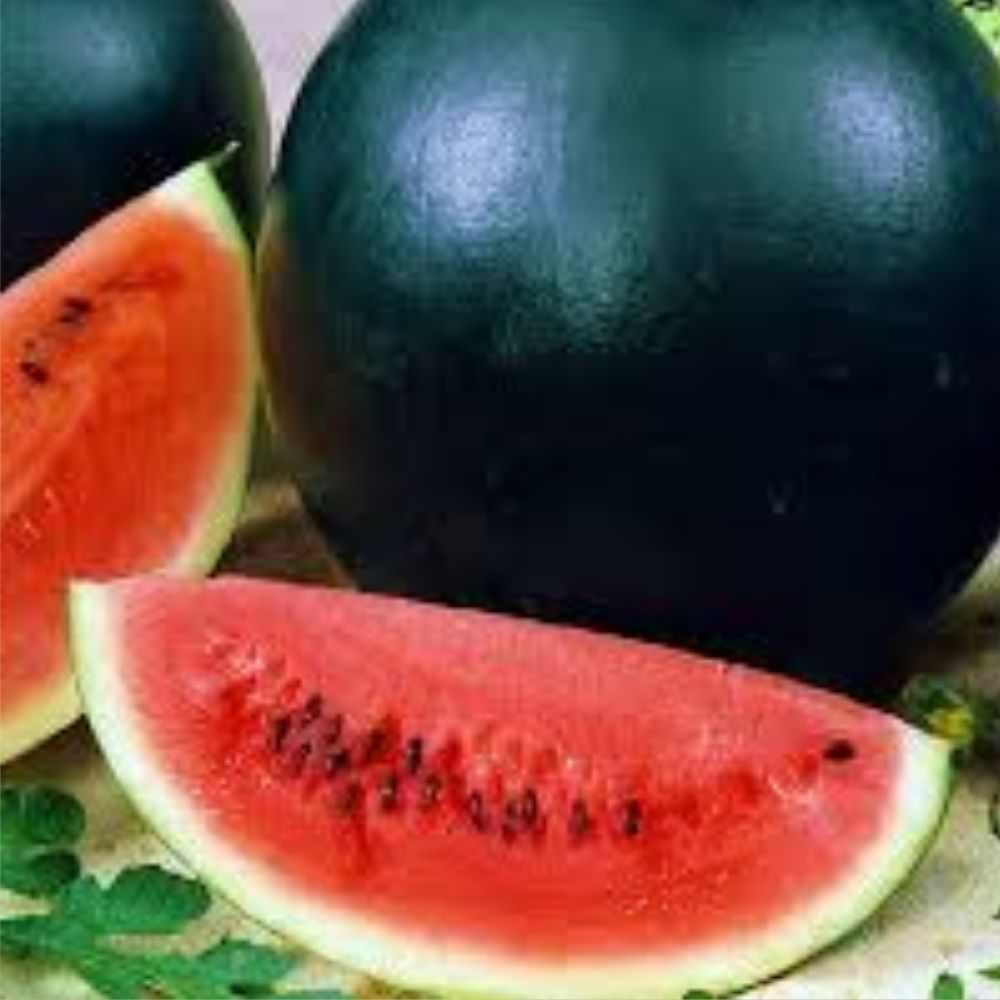 Organic Black Diamond Watermelon Seeds 50 Pack Non-GMO USA Grown Citrullus lanatus