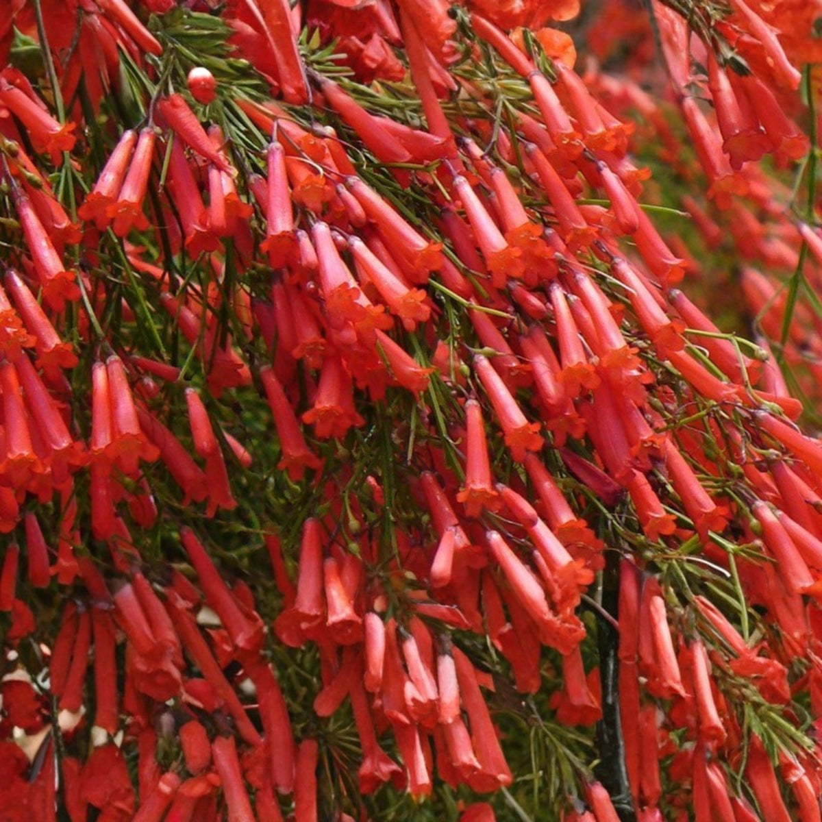 Large Firecracker Plant - Vibrant Coral Blooms - Russelia equisetiformis - Hummingbird Attractant for Gardens & Patios