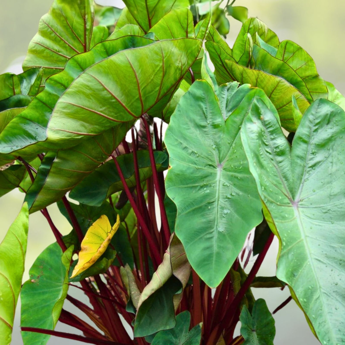 Live Colocasia Esculenta Bulbs - Elephant Ear Taro Root for Planting - Edible Gabi, Kalo, Eddo - Ships Free