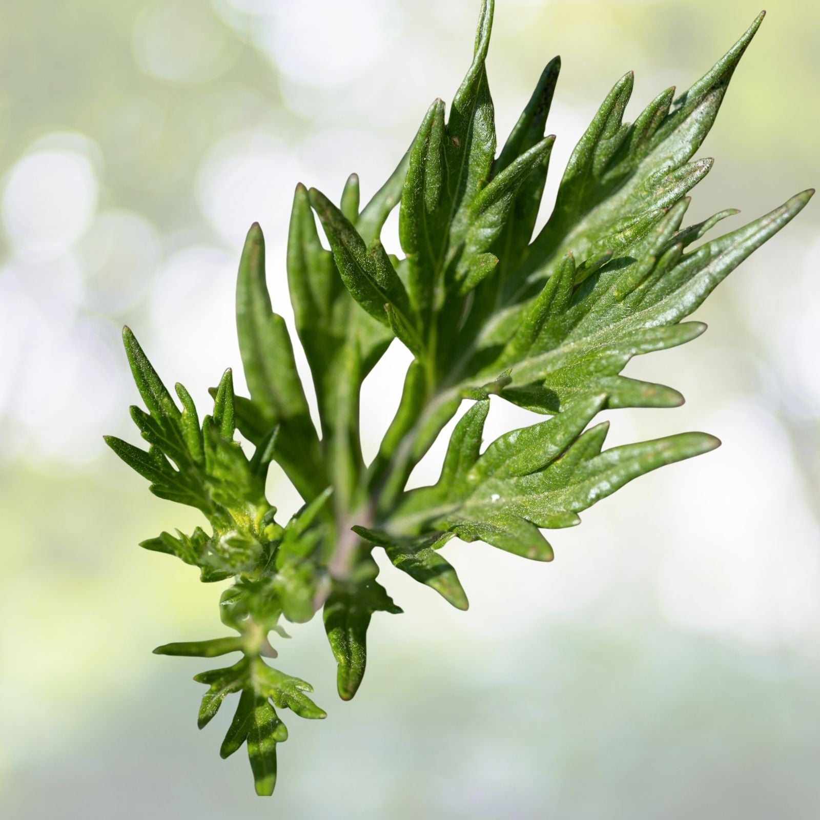 500+ Mugwort Seeds, Culinary Medicinal Herb, Artemisia vulgaris, Perennial Plant, USA Grown