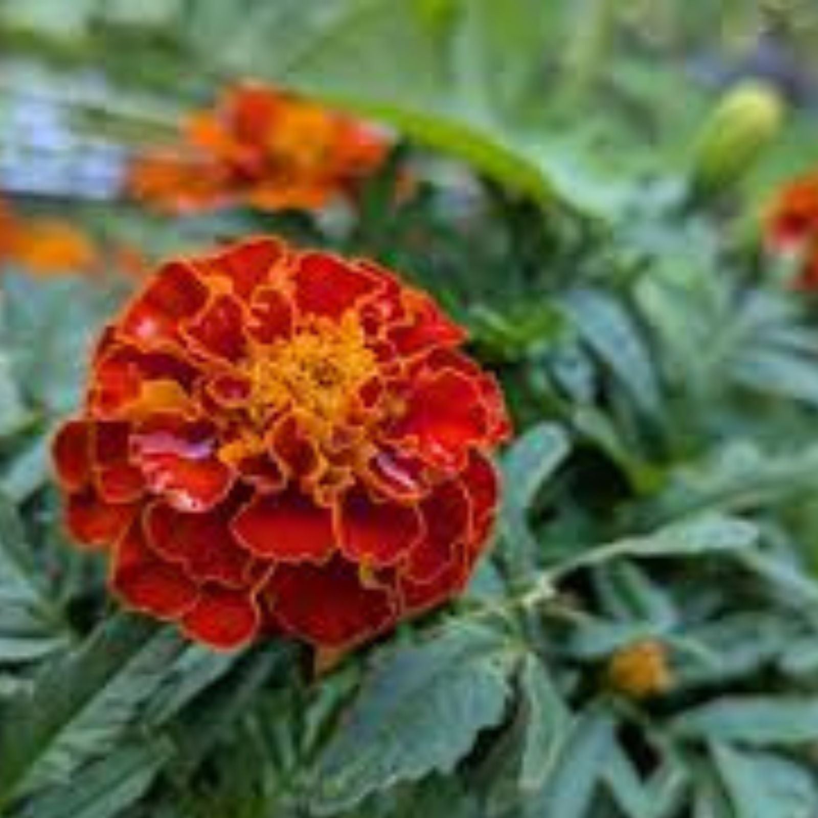 Marigold Seeds | Sparky Mixture | NON-GMO | Fresh Garden Seeds | Tagetes spp.