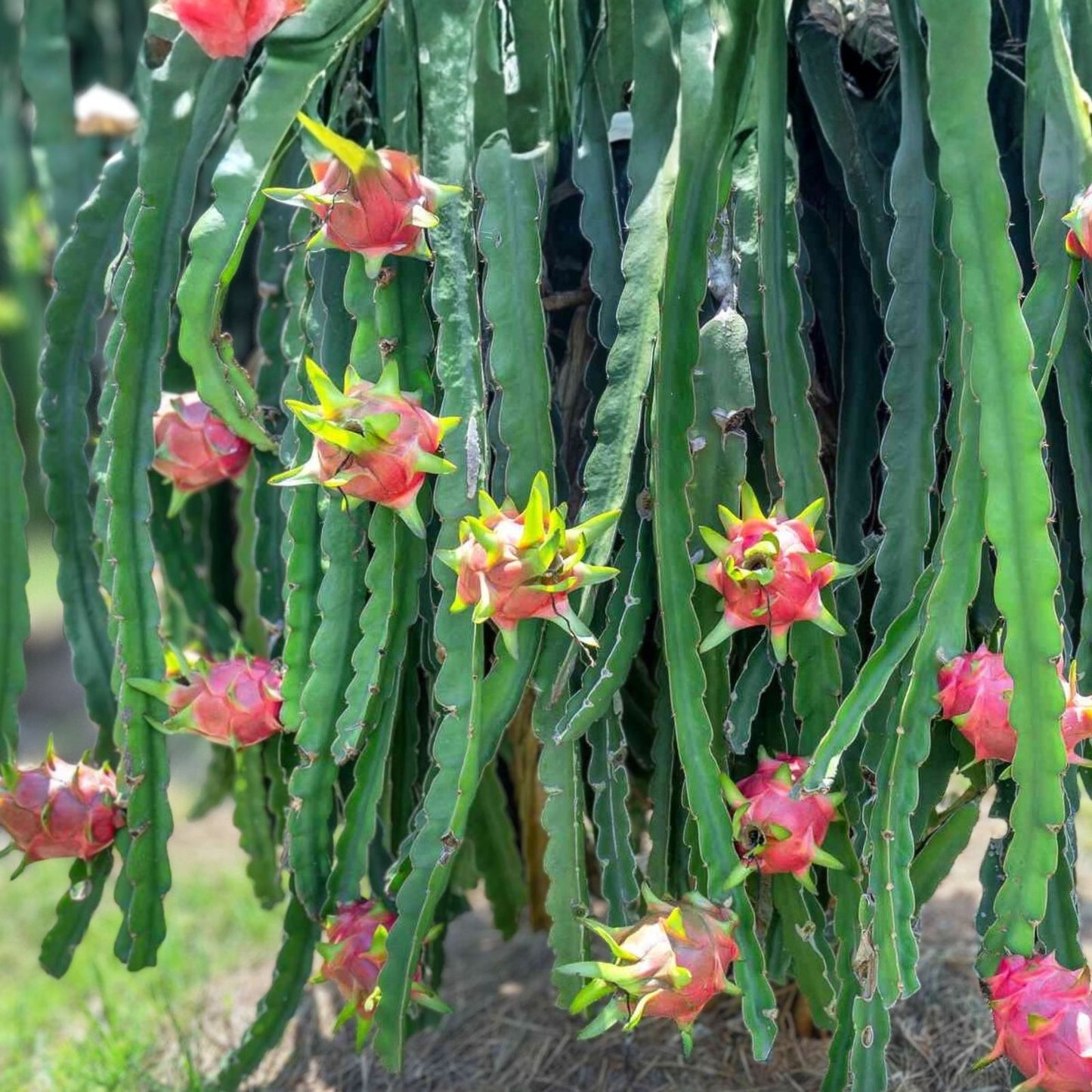 Dragon Fruit Cutting - David Bowe Variety - Hylocereus undatus - Edible Fruit Plant, Cactus, Tropical Fruit Plant