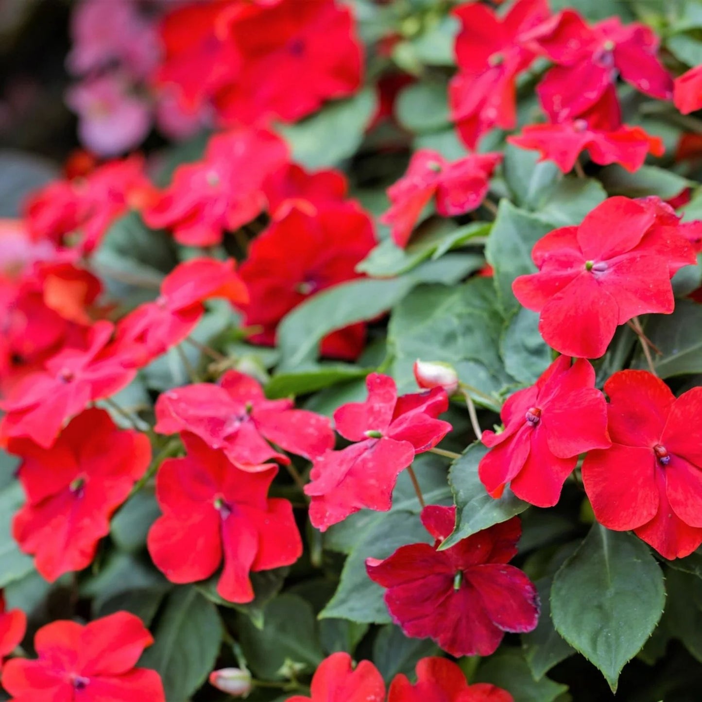 Impatiens Seeds 1000 Count Royal Red Sun & Shade Variety Impatiens walleriana Flower Seeds