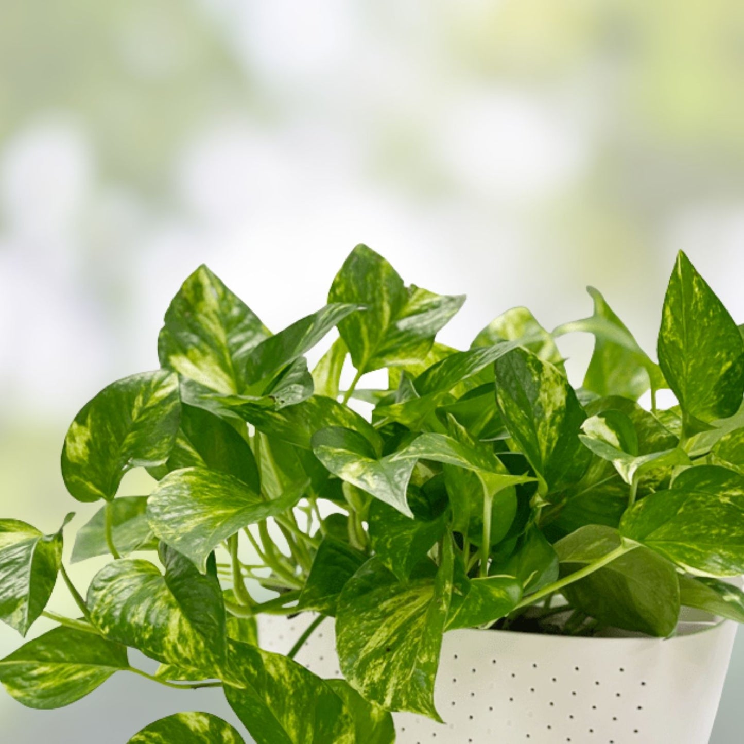 Golden Pothos Plant Rooted Cuttings 5 Pack - Epipremnum aureum Indoor Houseplants Easy Care