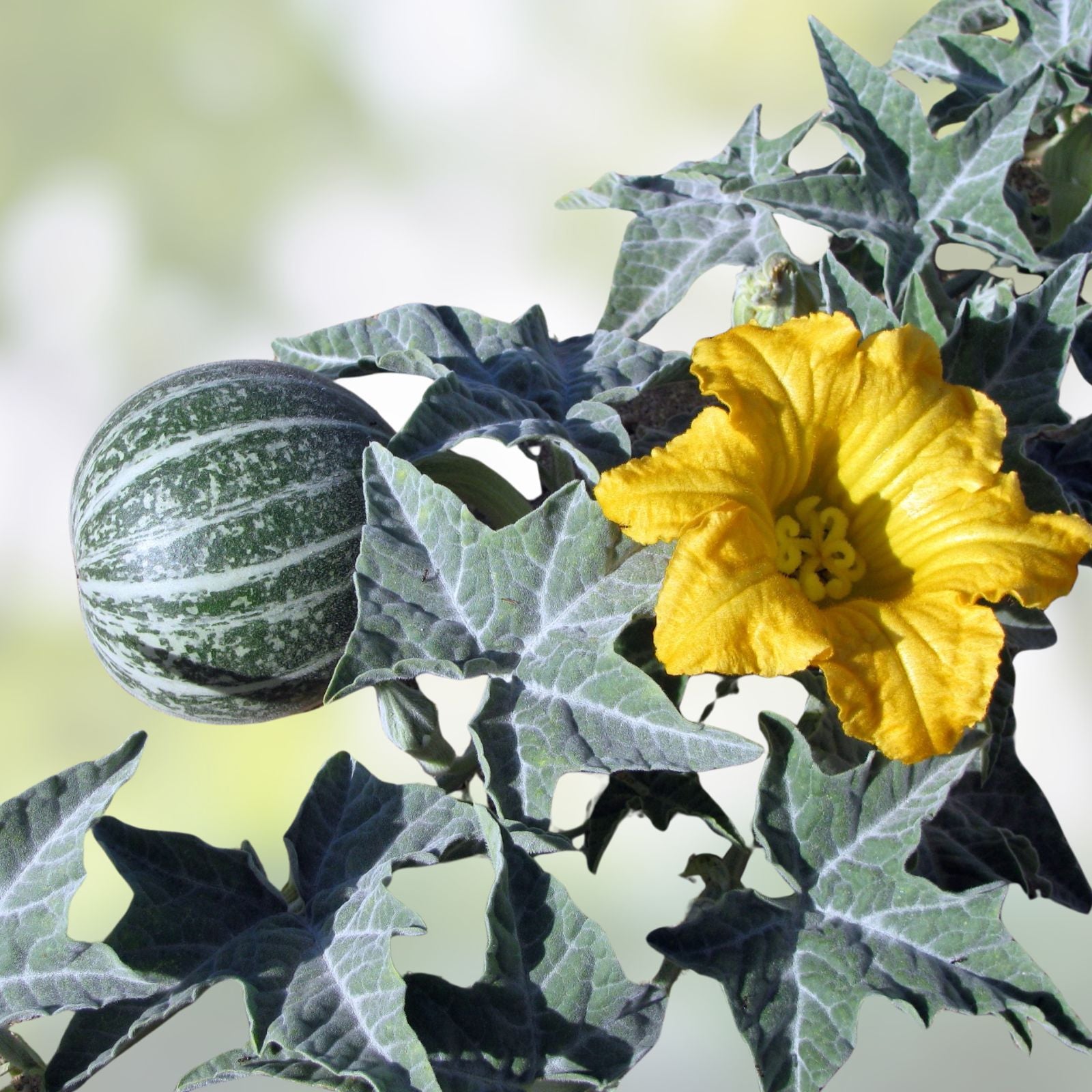 Coyote Melon Seeds 10 Pack - Bright Striped Non-Edible Fruit - Cucumis Pilosus Rare Seeds for Garden Planting
