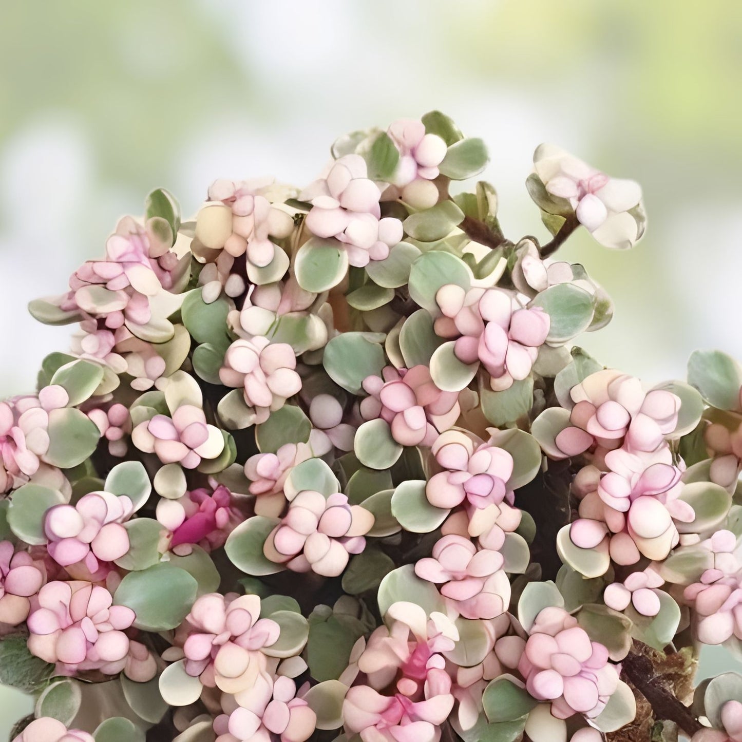 20 Cuttings Rainbow Elephant Bush Succulent Live Plants - Portulacaria afra, Easy Care, Drought Tolerant, Indoor & Outdoor
