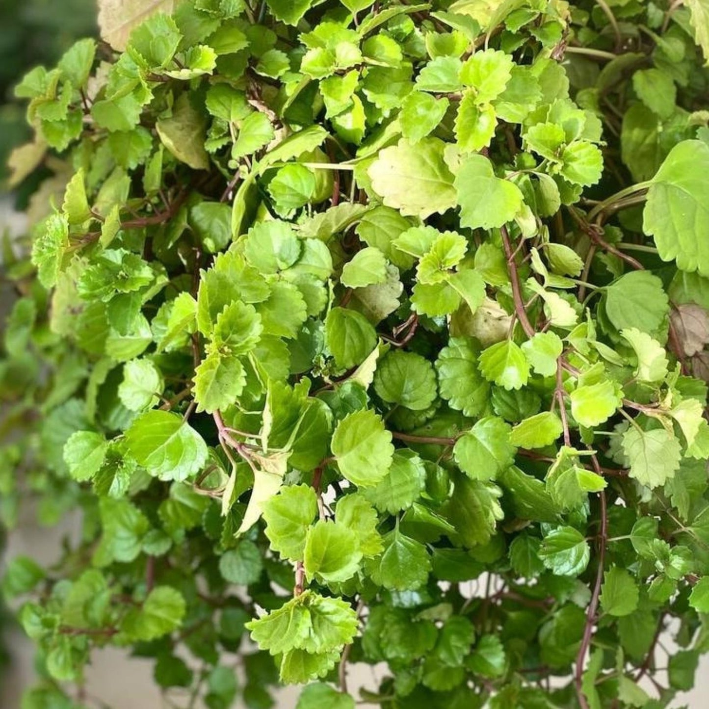 Plectranthus Swedish Ivy Green Live Rooted Starter House Plant for Indoor Decor, Easy Care, Low Maintenance