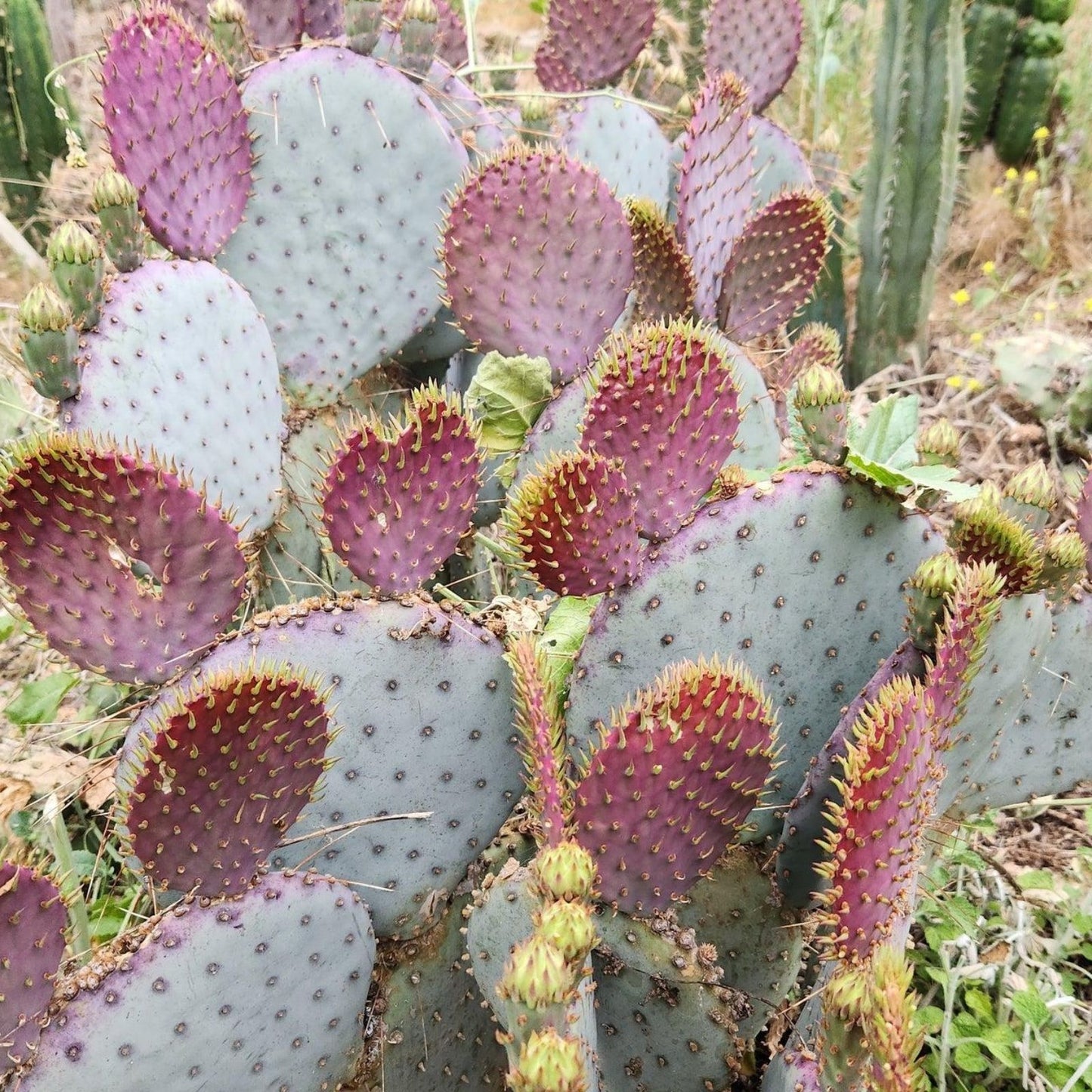 Cactus Cuttings Succulent Variety for Propagation Opuntia spp, Plant Clippings, Live Cactus Cuttings, Succulent Propagation Supplies