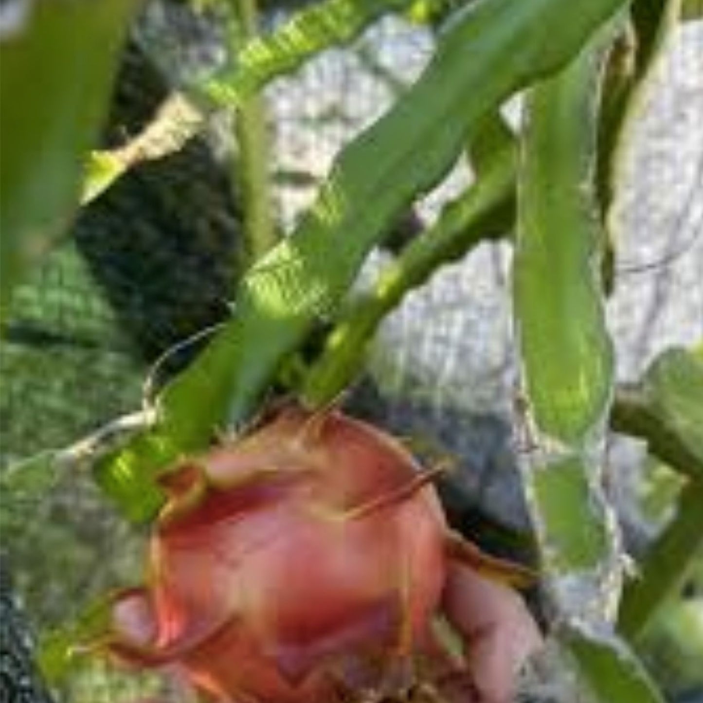Rare Dragon Fruit Cuttings 8-12 Inches Long - Hylocereus Undatus - Exotic Cactus for Home Gardening