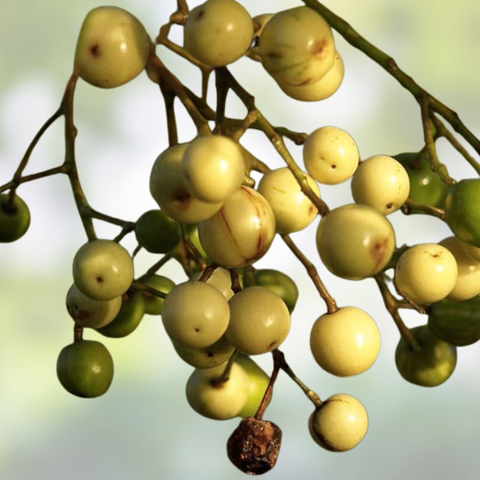 Chinaberry Tree Seeds 20 Pack, Melia Azedarach Pride Variety for Planting, Ornamental Tree Seeds