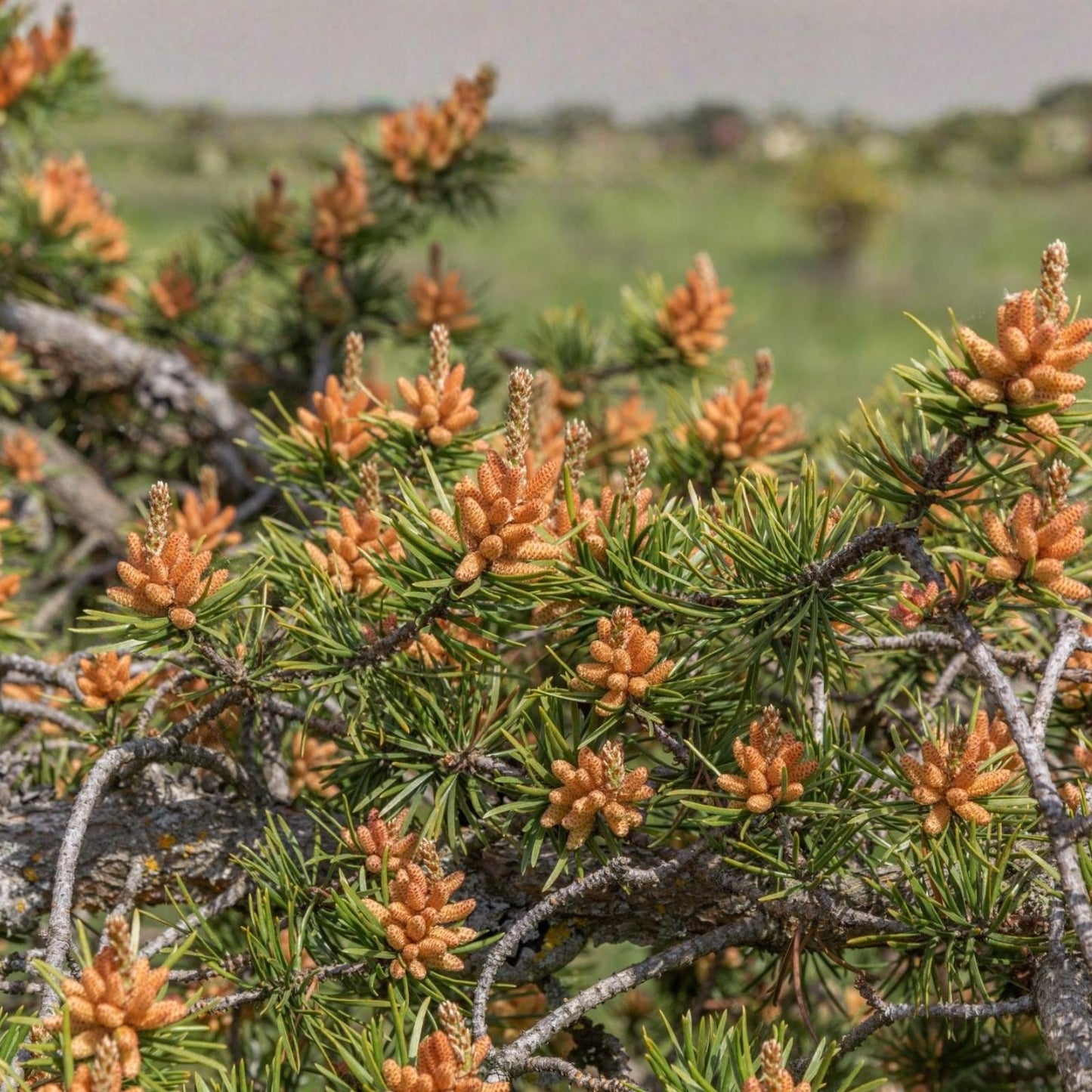 Red Spruce Tree Seeds - 30 Seeds, Picea Rubens, Native North American Conifer, Grows in Iowa, USA