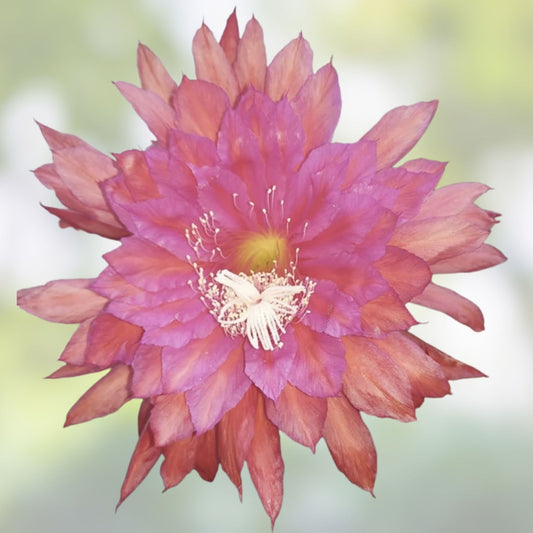 Epiphyllum David's Golden Splendor Cutting – 8-10 Inches Long – Tropical Cactus Propagation Plant Cutting