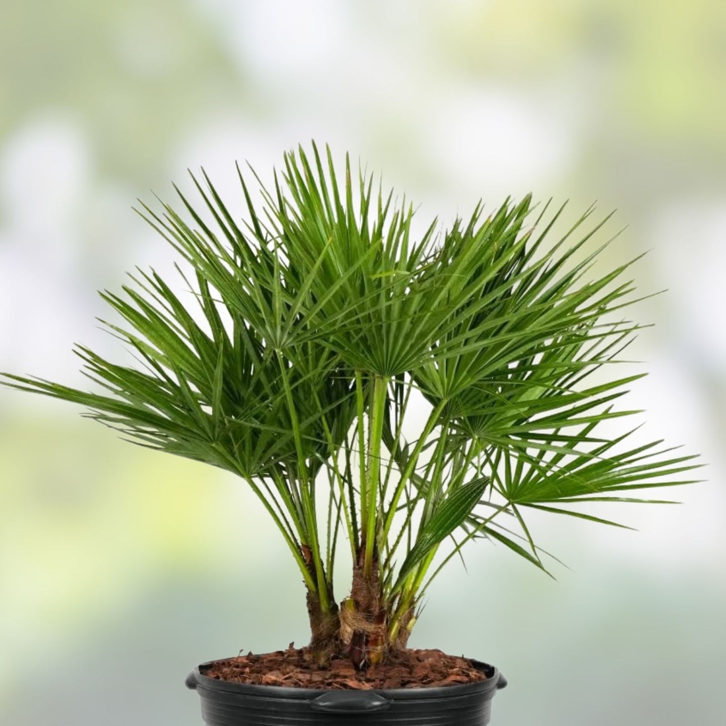 Mediterranean Fan Palm Tree 7 Gal Pot Chamaerops Humilis 40" Tall, 7 Years Old, Drought Tolerant, Ornamental Garden Plant