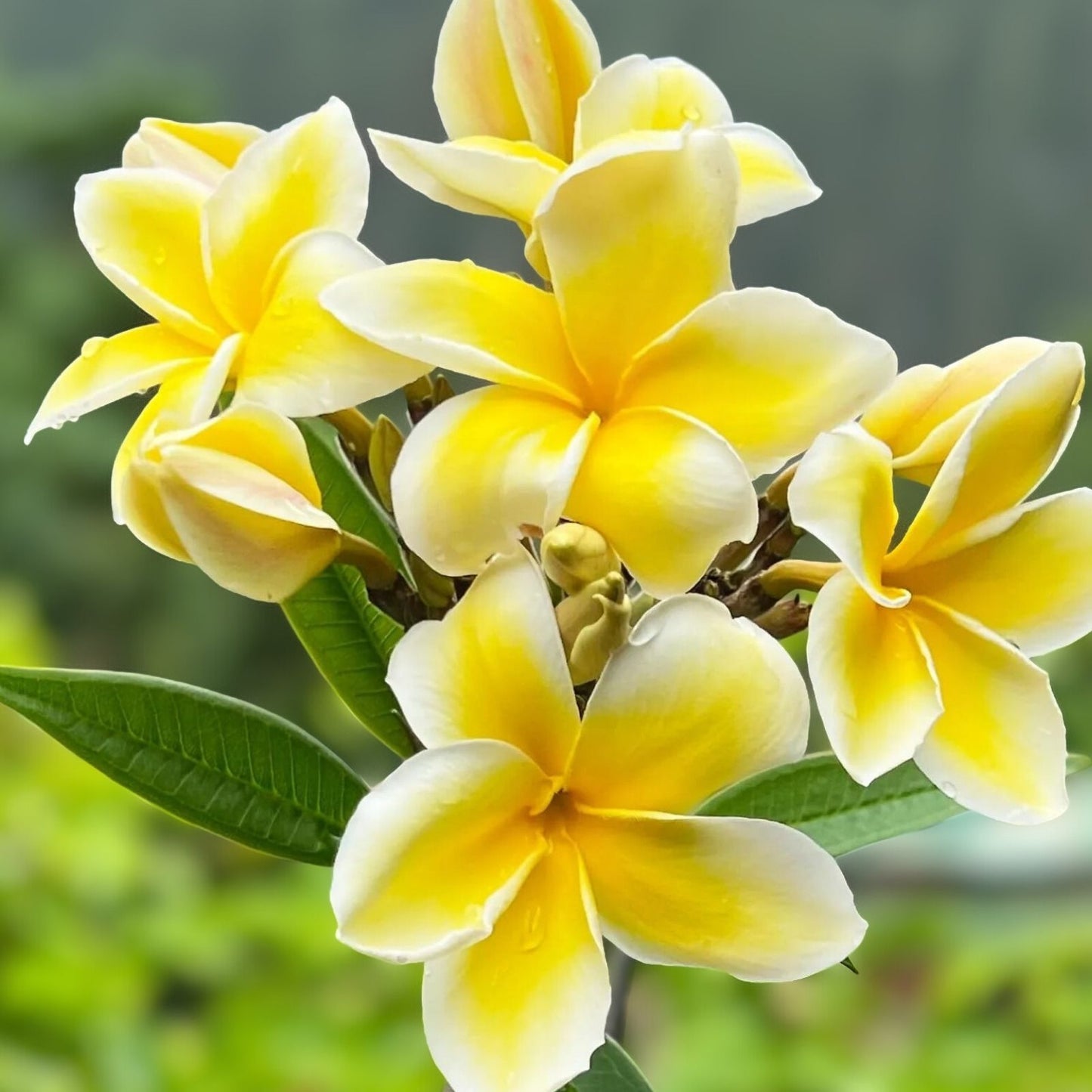 Yellow Plumeria Starter Cutting 10 inch Unrooted Single Head Pack of 25 - Plumeria rubra, Tropical Flowering Plant