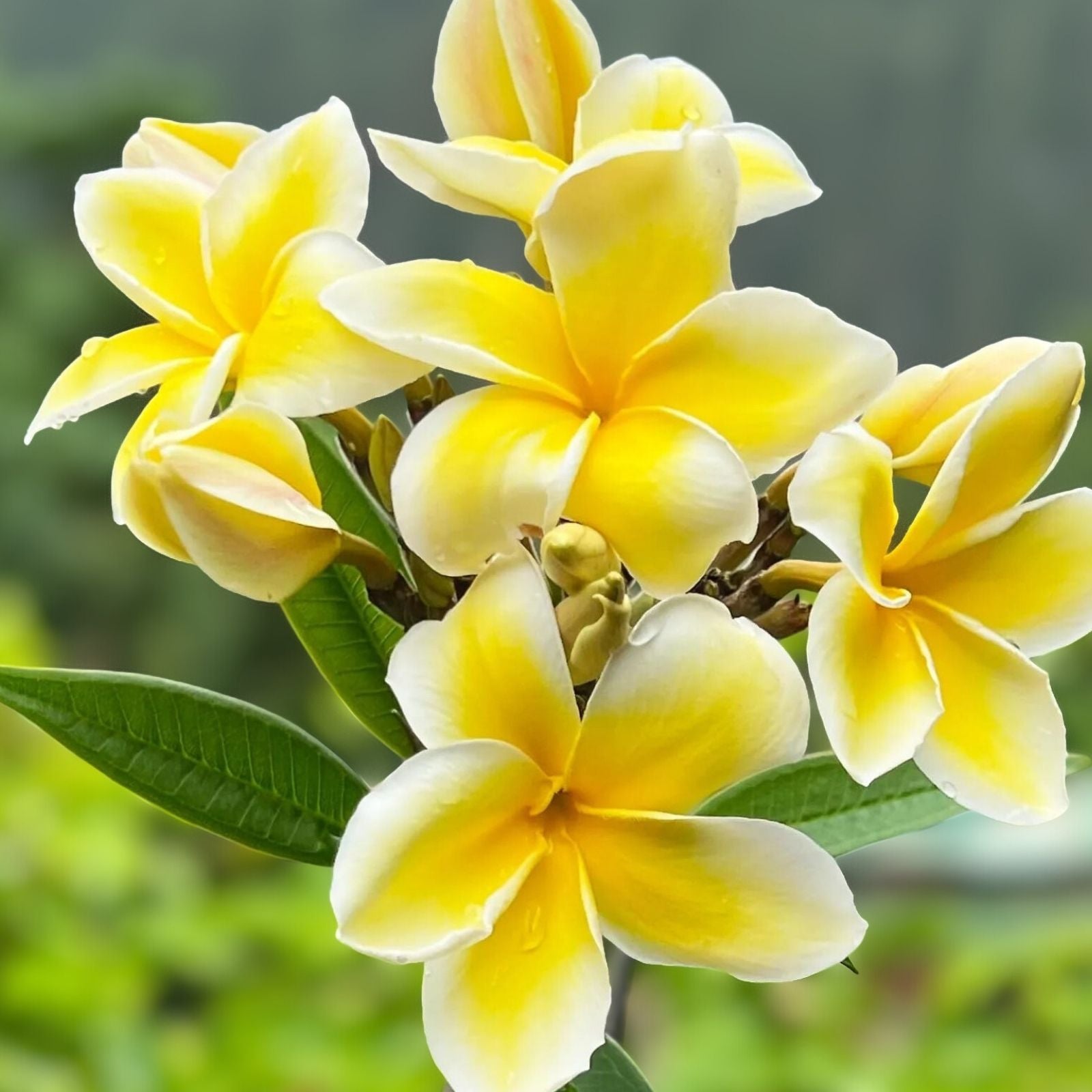 Yellow Plumeria Starter Cutting 10 inch Unrooted Single Head Pack of 25 - Plumeria rubra, Tropical Flowering Plant