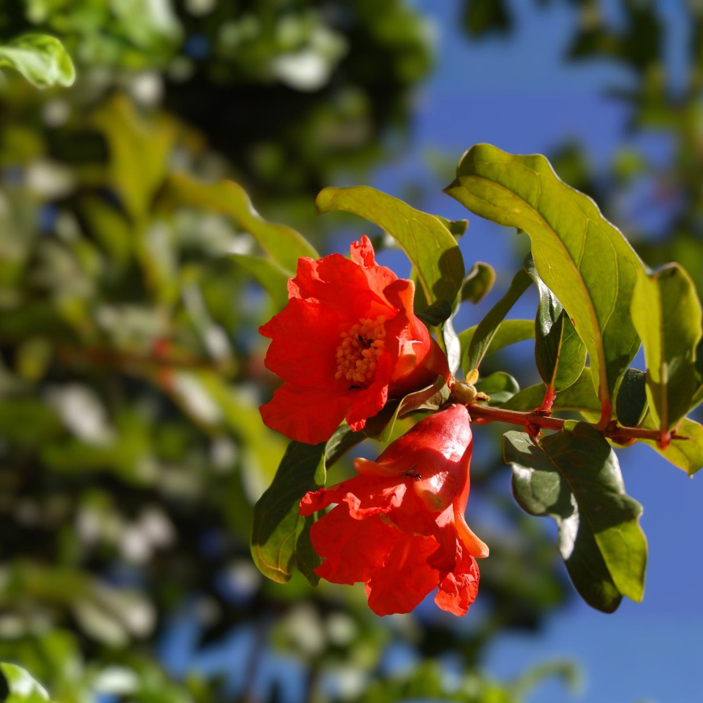 Airlayered Pomegranate Tree 3ft Live Plant with Pot & Soil - Punica granatum - Shipped Mon-Thu