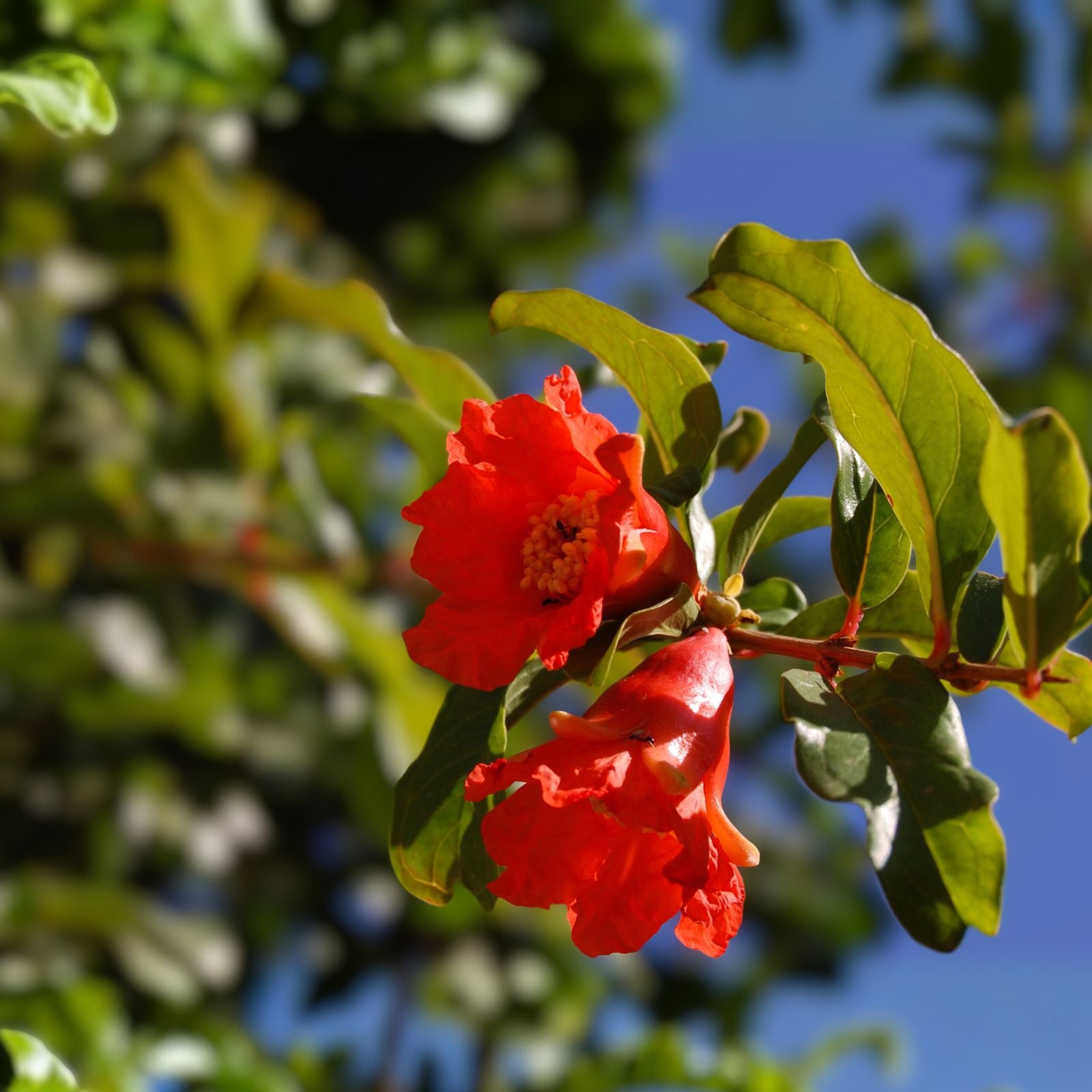 Airlayered Pomegranate Tree 3ft Live Plant with Pot & Soil - Punica granatum - Shipped Mon-Thu