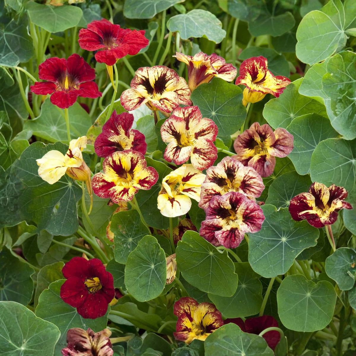 Blood Red Geranium Cuttings - 2 Perennial Cuttings - Black Variety - Geranium 'Bloody Mary'