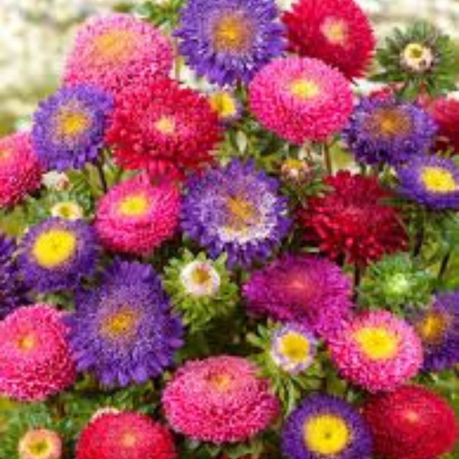 Aster Seeds Powder Puff Mix 100 Seeds - Beautiful Annual Cut Flowers - Aster spp.