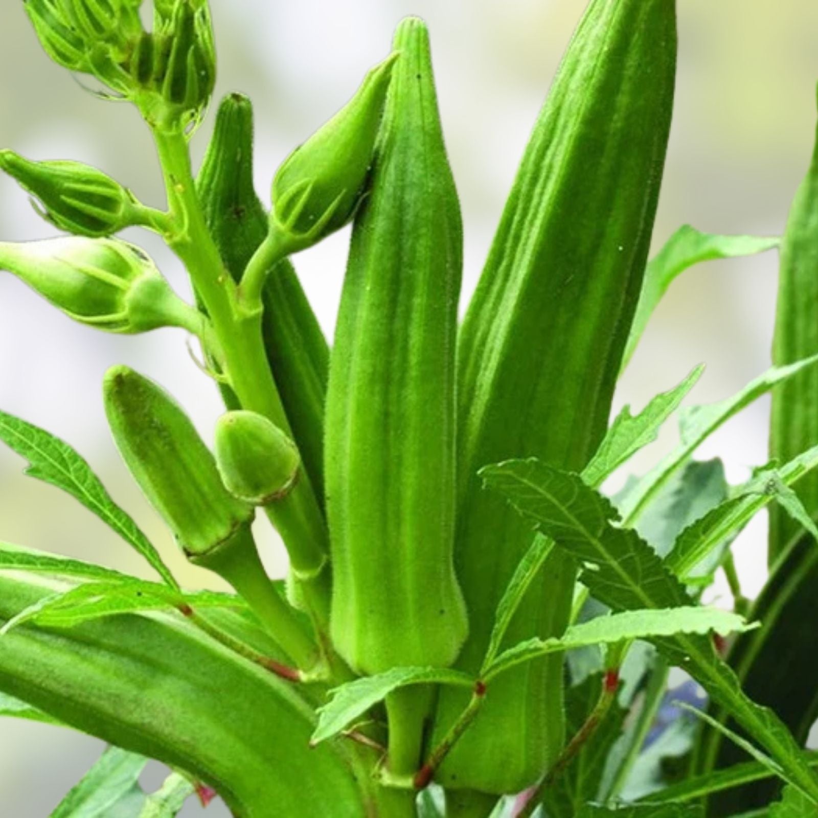 Heirloom Okra Seeds – Clemson Variety, Non-GMO, 25+ Seeds, Home Garden, Abelmoschus esculentus