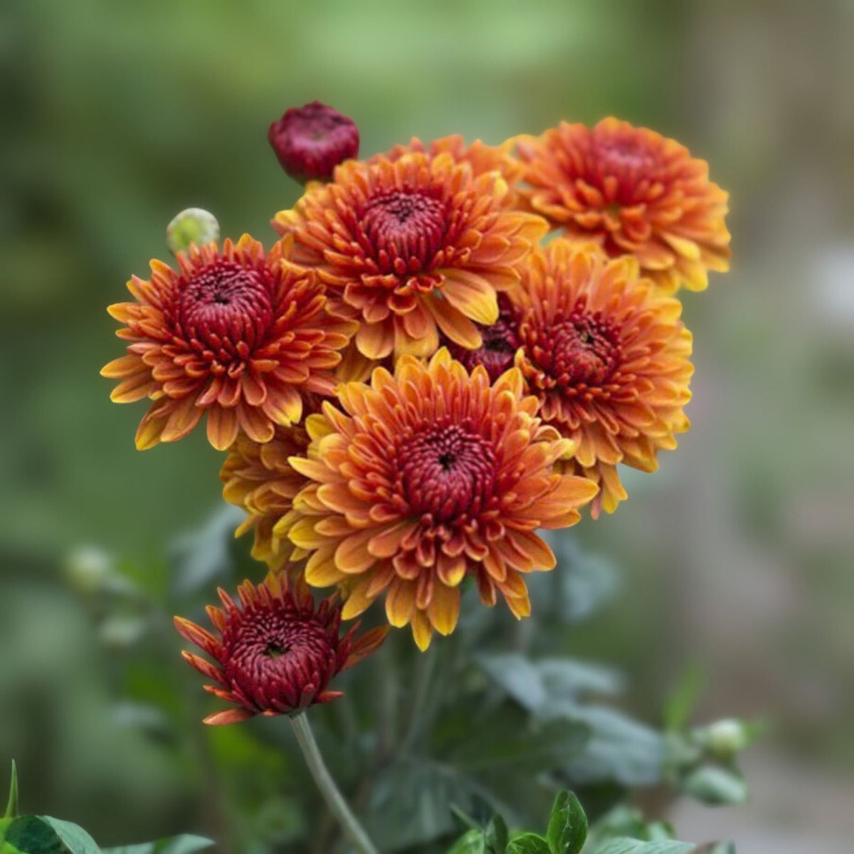 Amethyst Breeze Mum Seeds 200+ Chrysanthemum Flower Seeds Purple Blooming Variety Ideal for Gardens Chrysanthemum spp.