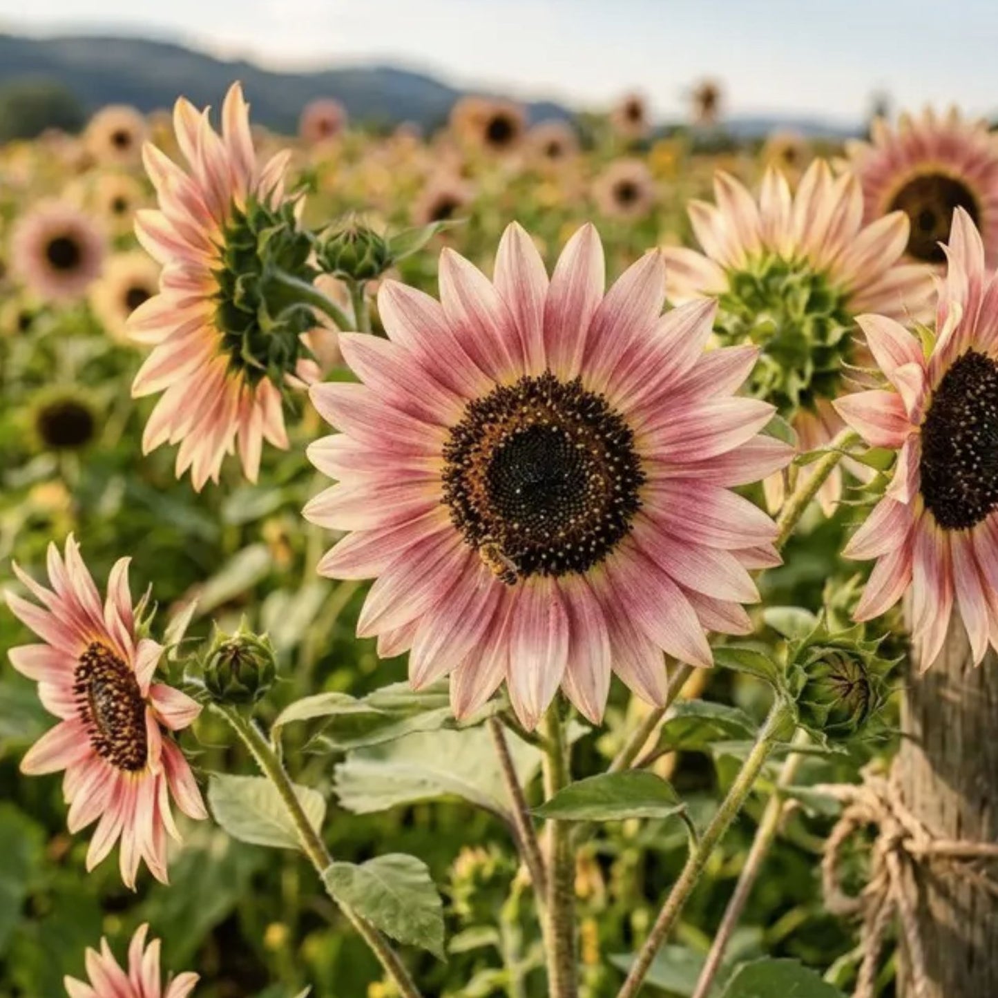 Sunflower Seeds 20 Count Strawberry Blonde Pink Helianthus Annuus Garden Flower Seeds