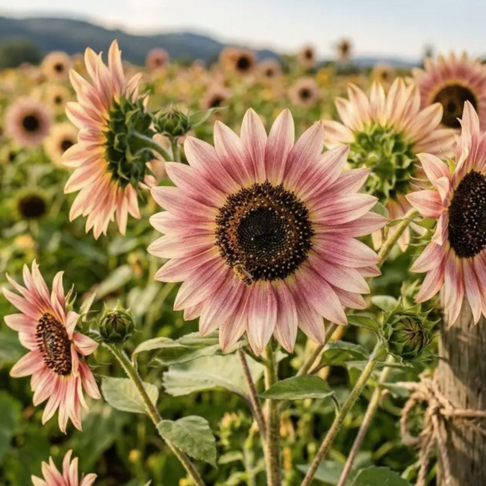 Sunflower Seeds 20 Count Strawberry Blonde Pink Helianthus Annuus Garden Flower Seeds