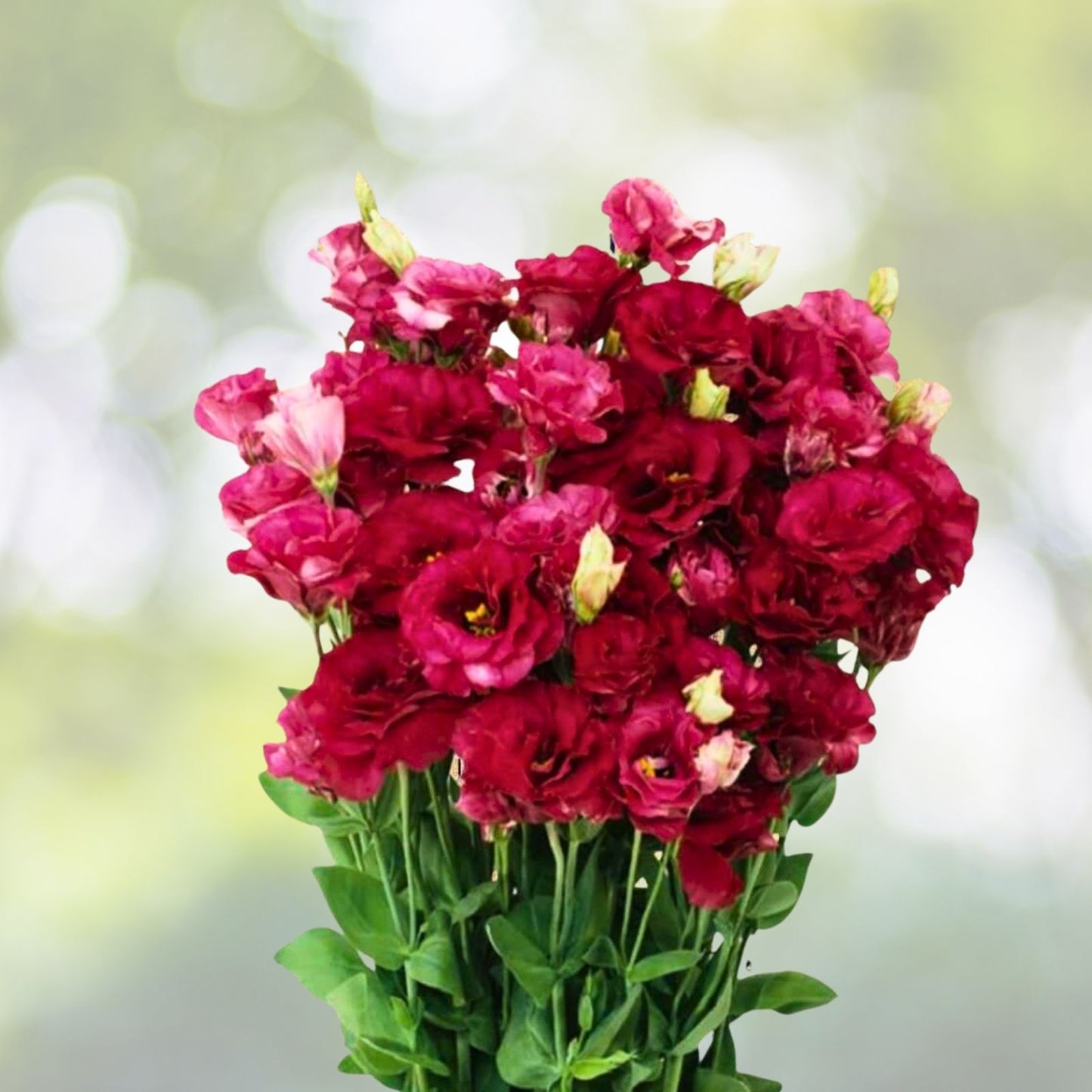 Lisianthus Seeds 125-5000 Count Illumination Rouge Non-GMO Heirloom Eustoma Grandiflorum Flower Seeds