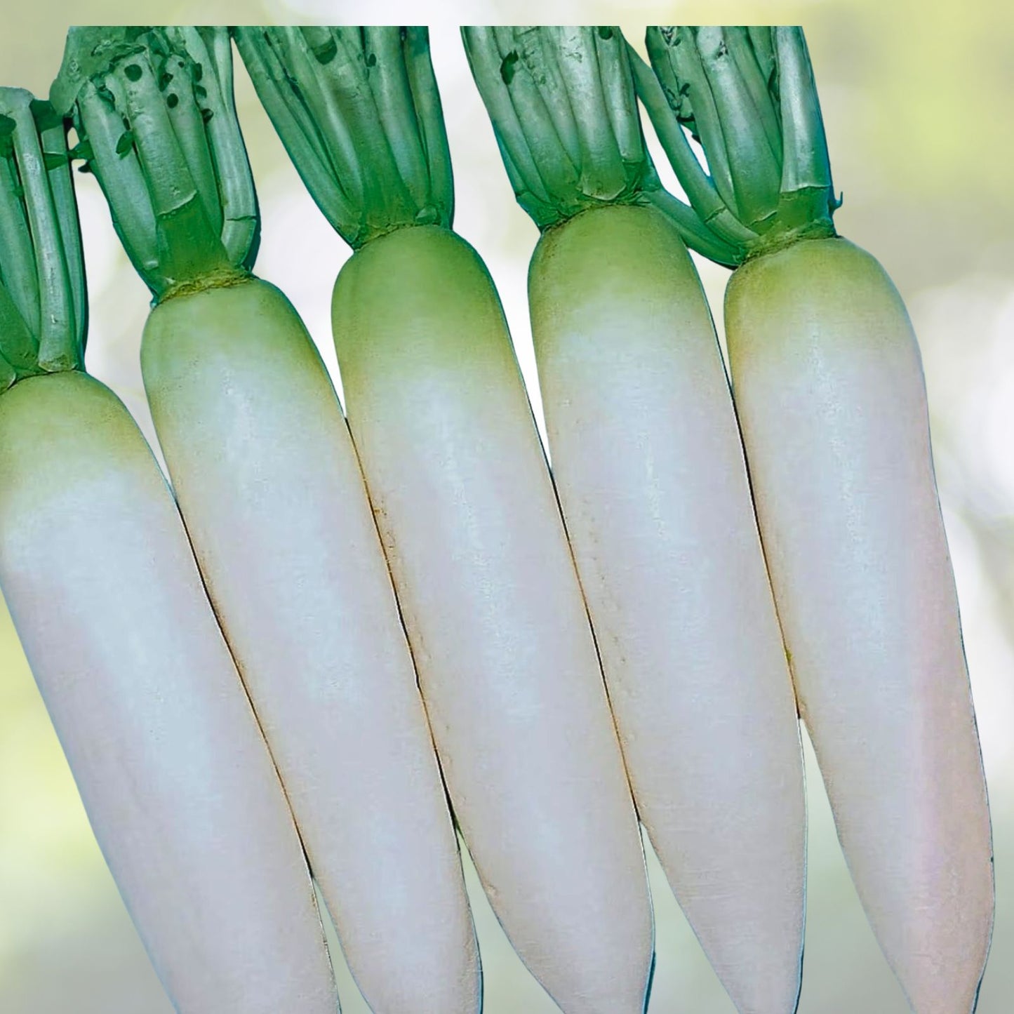 White Lady Radish Seeds 100 Count – Non-GMO Raphanus sativus for Home Garden Planting