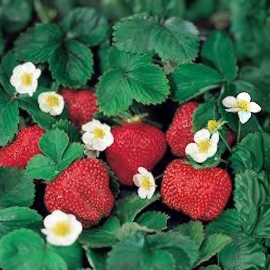 Everbearer Strawberry Plant - 10 oz - Ozark Beauty - Fragaria x ananassa - Sweet Red Berries - Full Sun - Hardy Zones 3-8