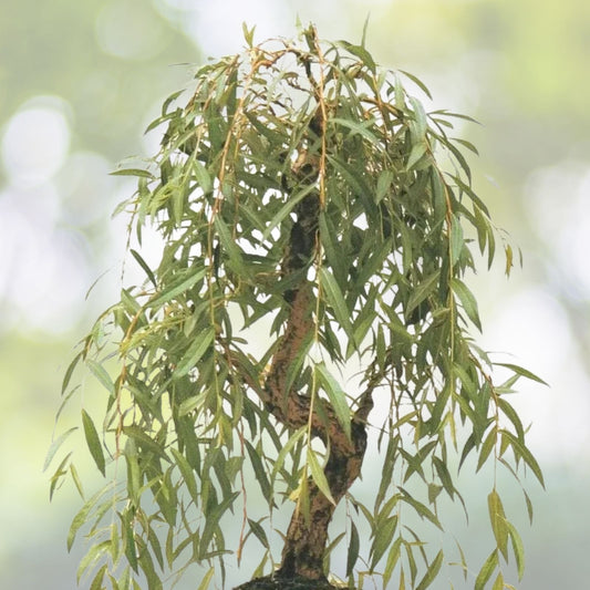 Fast Growing Willow Tree Bundle - 1 Aussie Willow + 1 Weeping Willow - Salix spp.