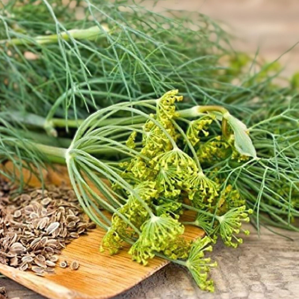 Dill Seeds 500 Pack - Mammoth Long Island Heirloom Non-GMO Spice - Anethum graveolens