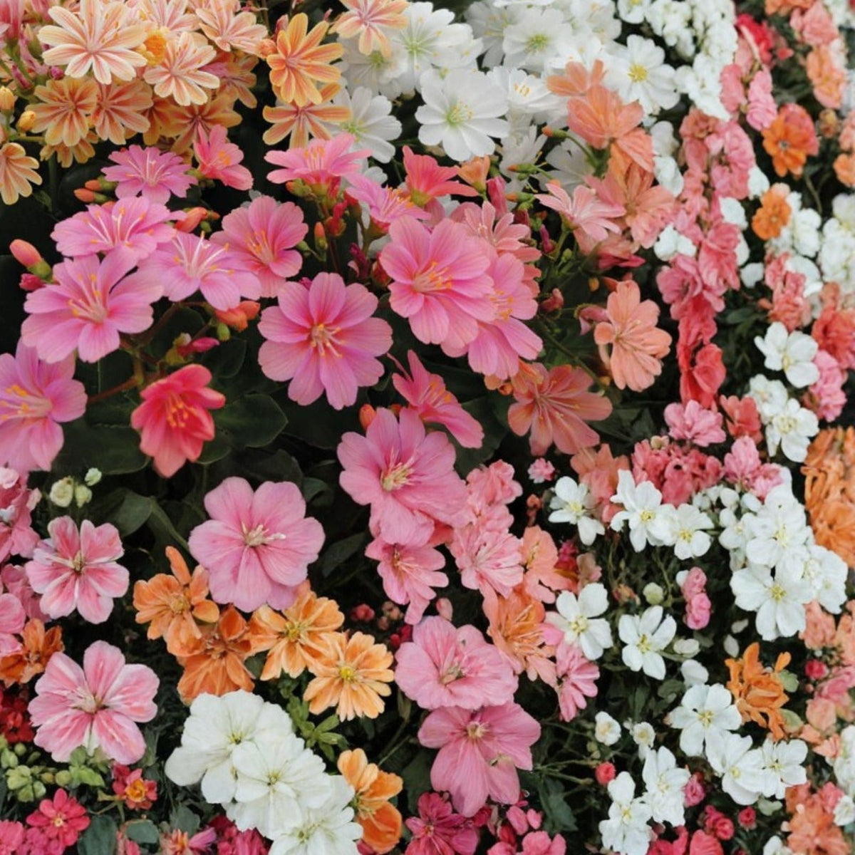 Lewisia Seeds 35 or 100 Non-GMO Fransi Variety Flower Seeds for Garden Planting Lewisia spp.