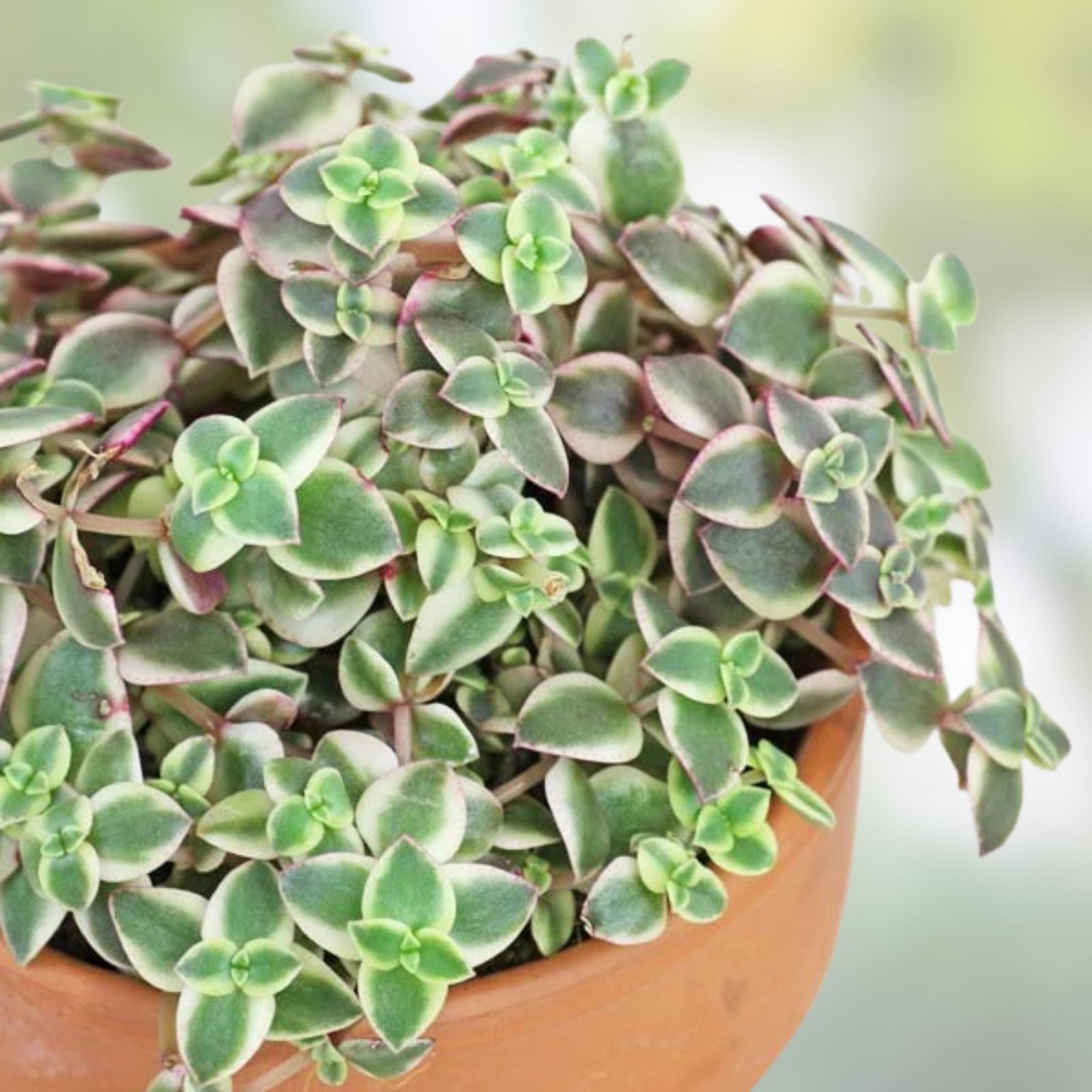 Crassula Marginalis Rubra 'Variegata' Succulent Cuttings - Calico Kitten Plant - 3 Pieces