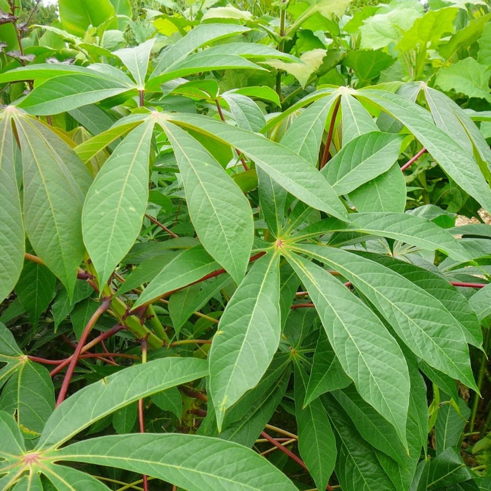 Yuca Cassava Stem Cuttings – 5 Fresh Healthy Plants with Rooting Hormone – Manihot esculenta Propagation Material