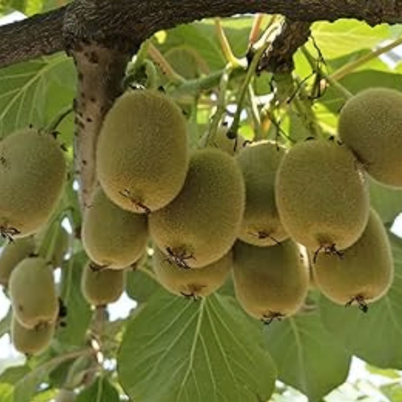 Bonsai Kiwi Tree Seeds - 50 Seeds - Actinidia Chinensis - Gardening and Planting Supplies