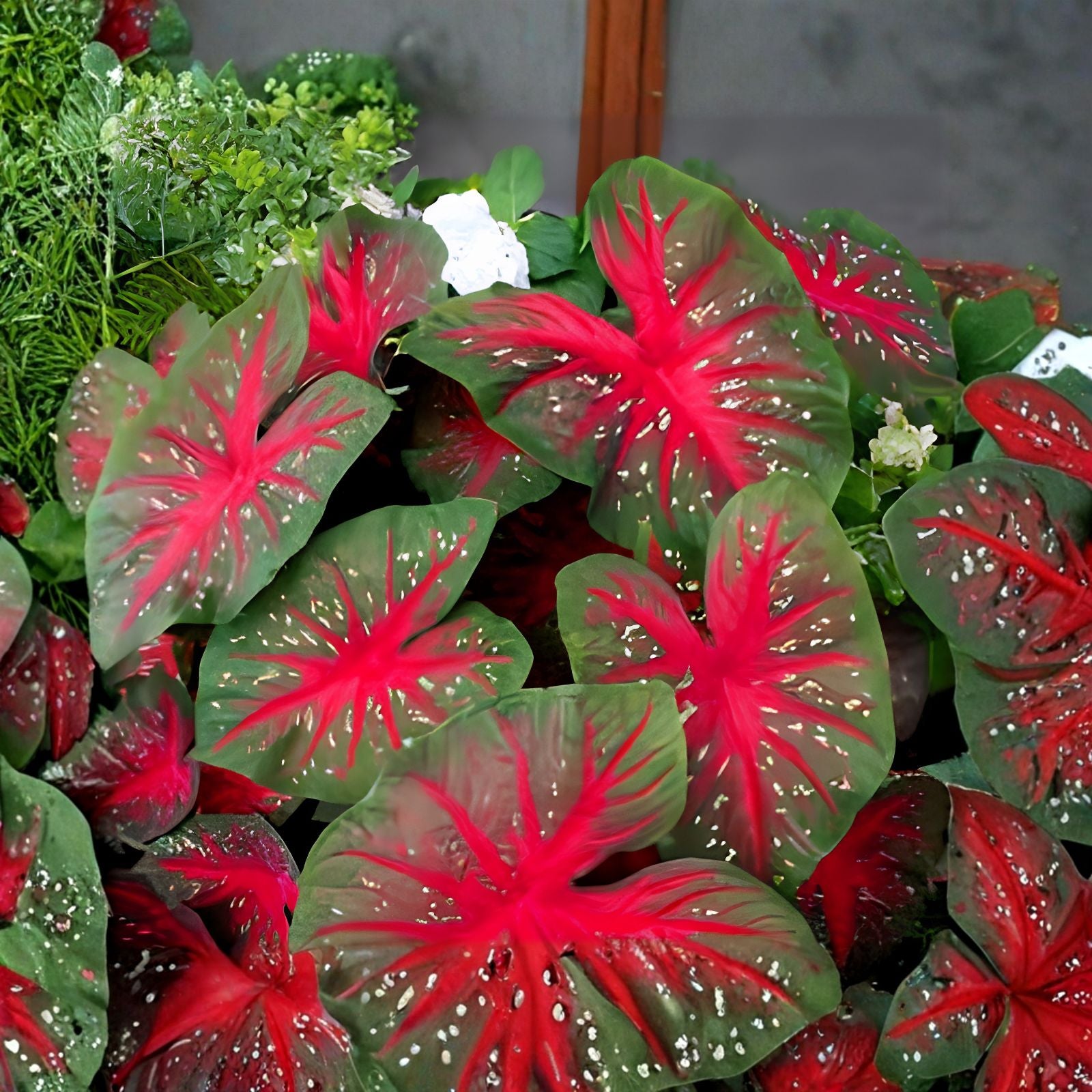 Caladium Bulbs Red Flash Fancy Mix - Colorful Perennial Plant - Caladium hortulanum - Easy to Grow Indoor Outdoor Garden