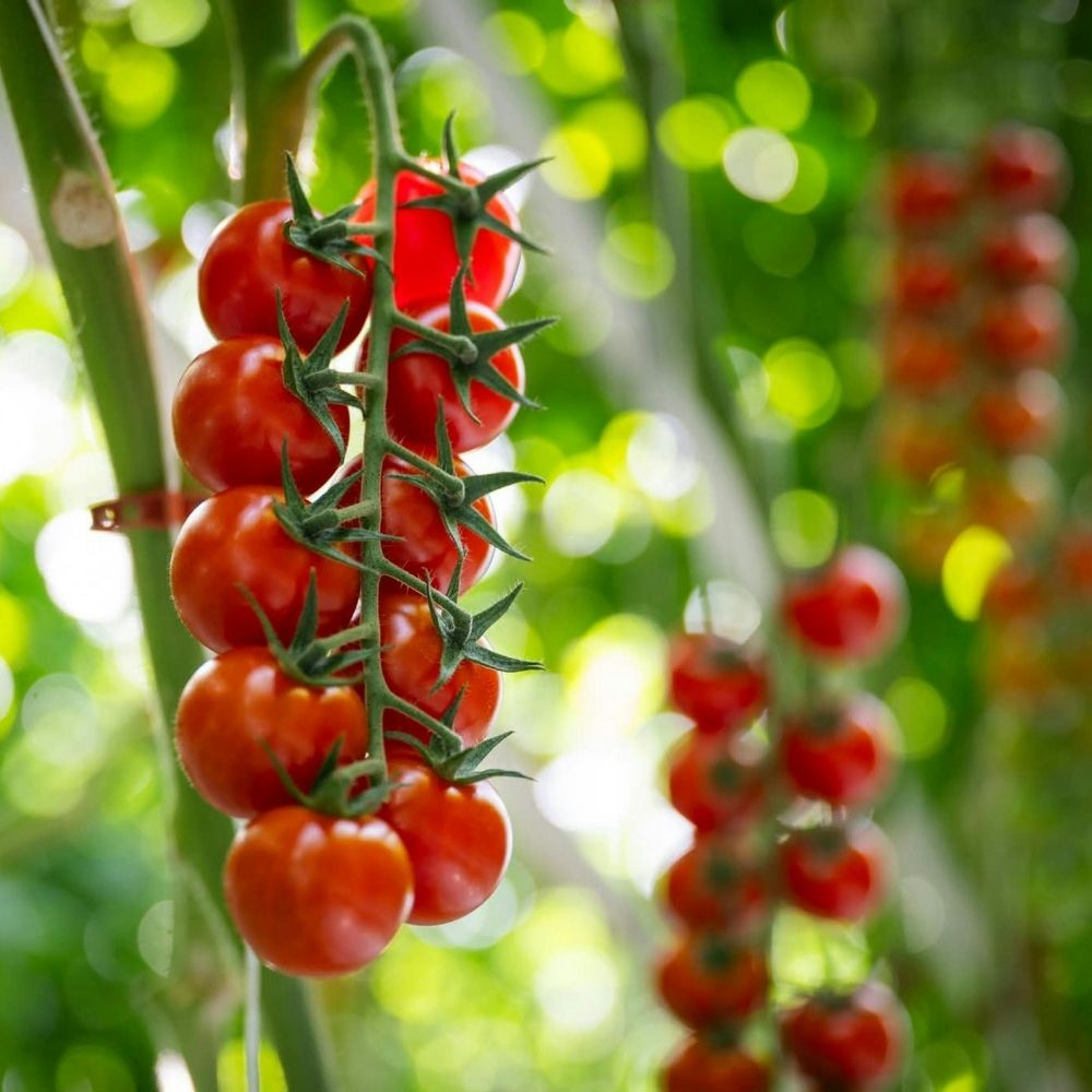 Organic Cherry Sweet Pepper Seeds 50 Count Non-GMO Capsicum annuum USA Grown Heirloom Vegetable Garden