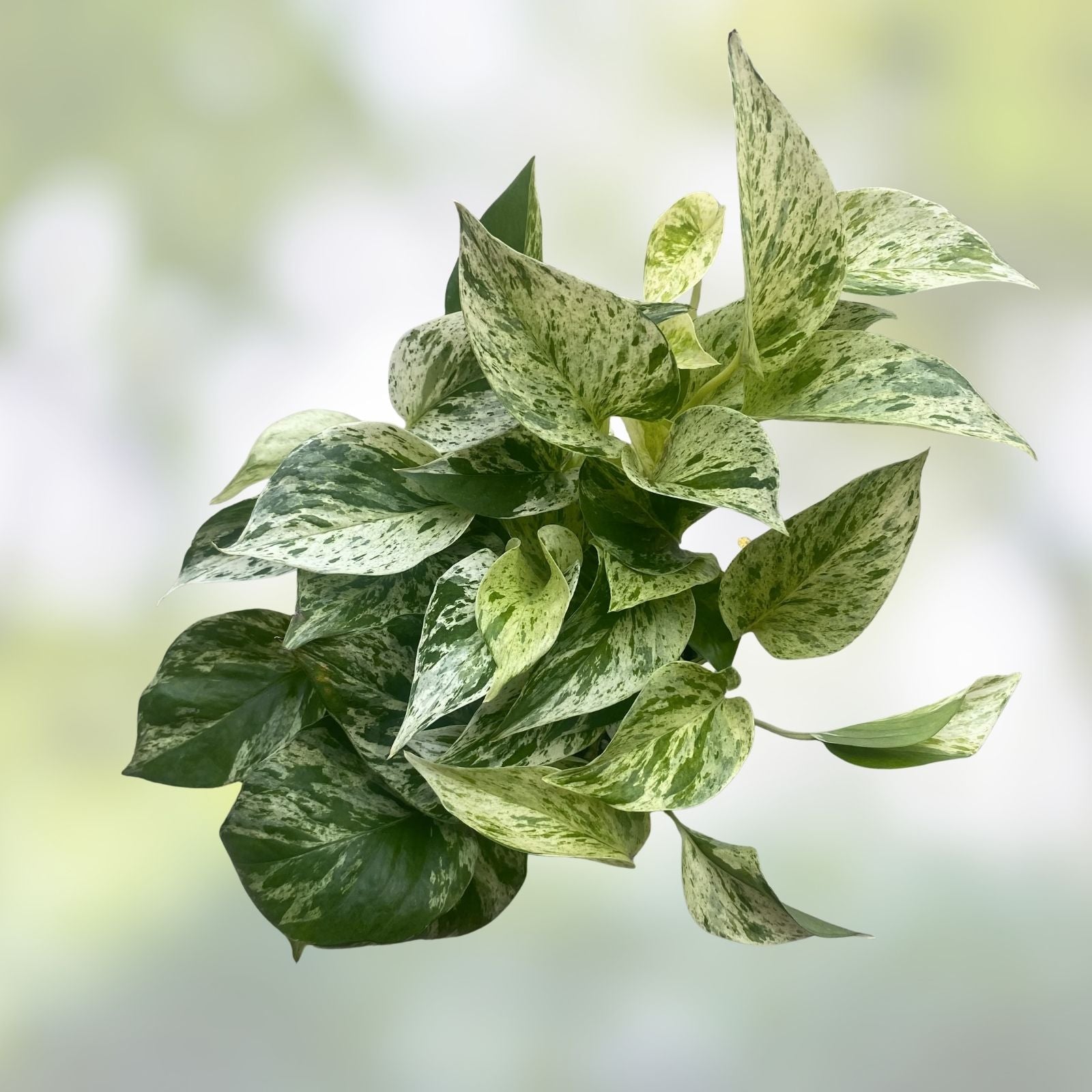 Marble Queen Pothos Cuttings Bundle - Variegated Tropical Trailing Plants - Epipremnum aureum