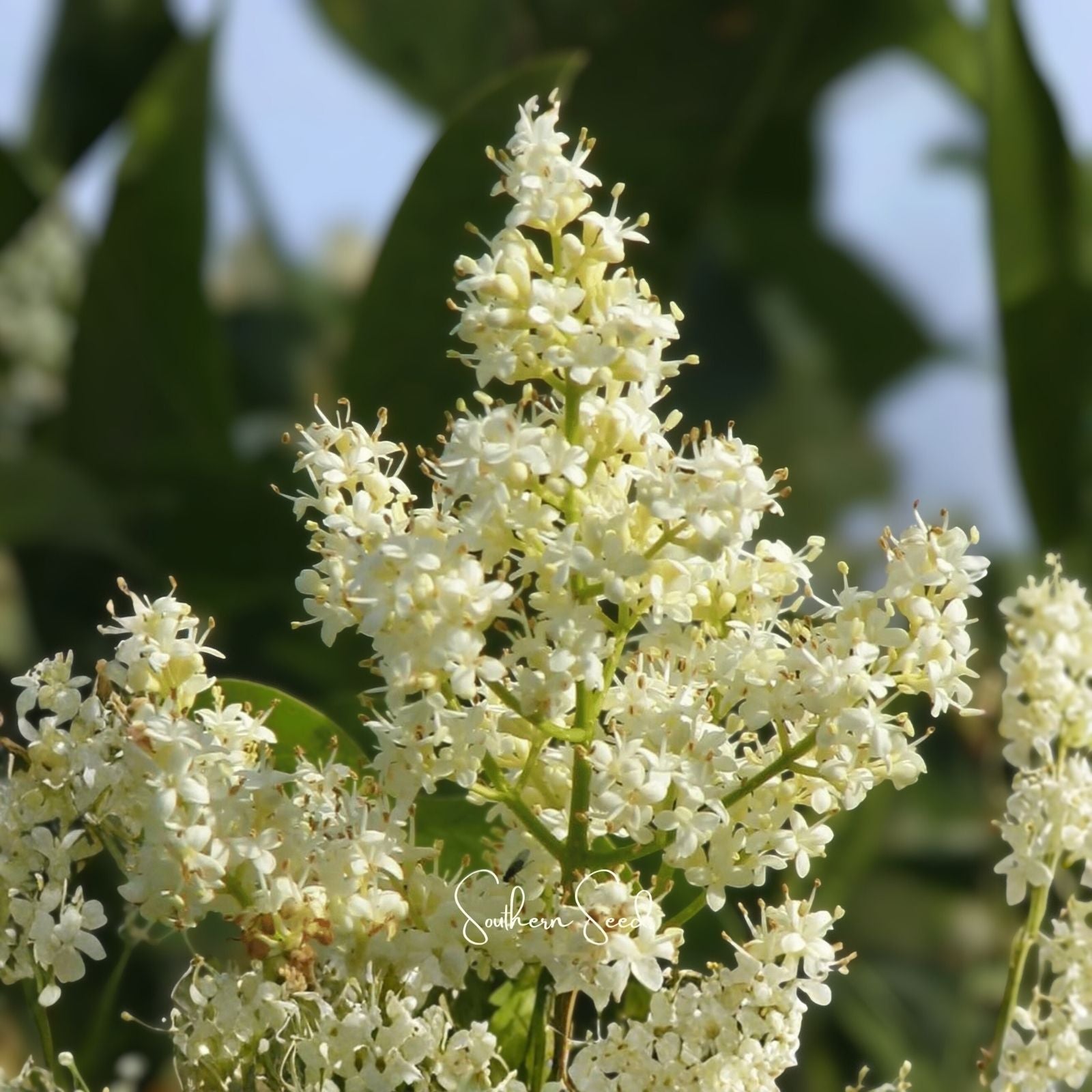 Japanese White Lilac Bonsai Seeds - 30 Seeds - Syringa reticulata - Indoor and Outdoor Planting, Easy to Grow, Ornamental Tree