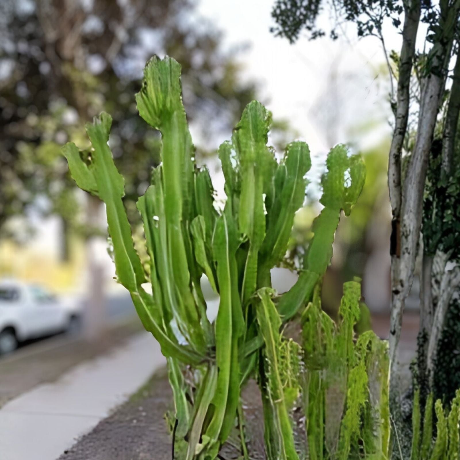 Euphorbia 'Watusi' Cutting 6-inch - Rare Bill Baker Hybrid Succulent Plant - Unique Cactus Alternative