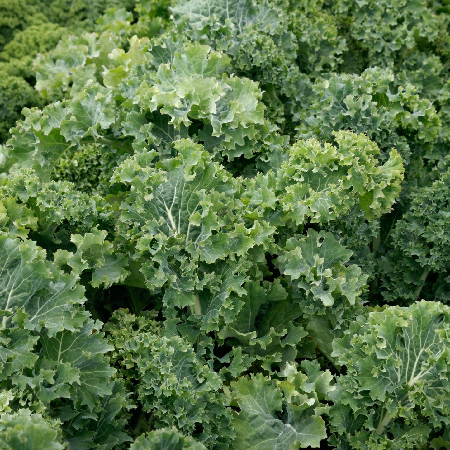 Dwarf Siberian Kale Seeds, Non-GMO Heirloom, 100+ Seeds, Healthy Greens, Brassica oleracea, Home Garden Vegetables