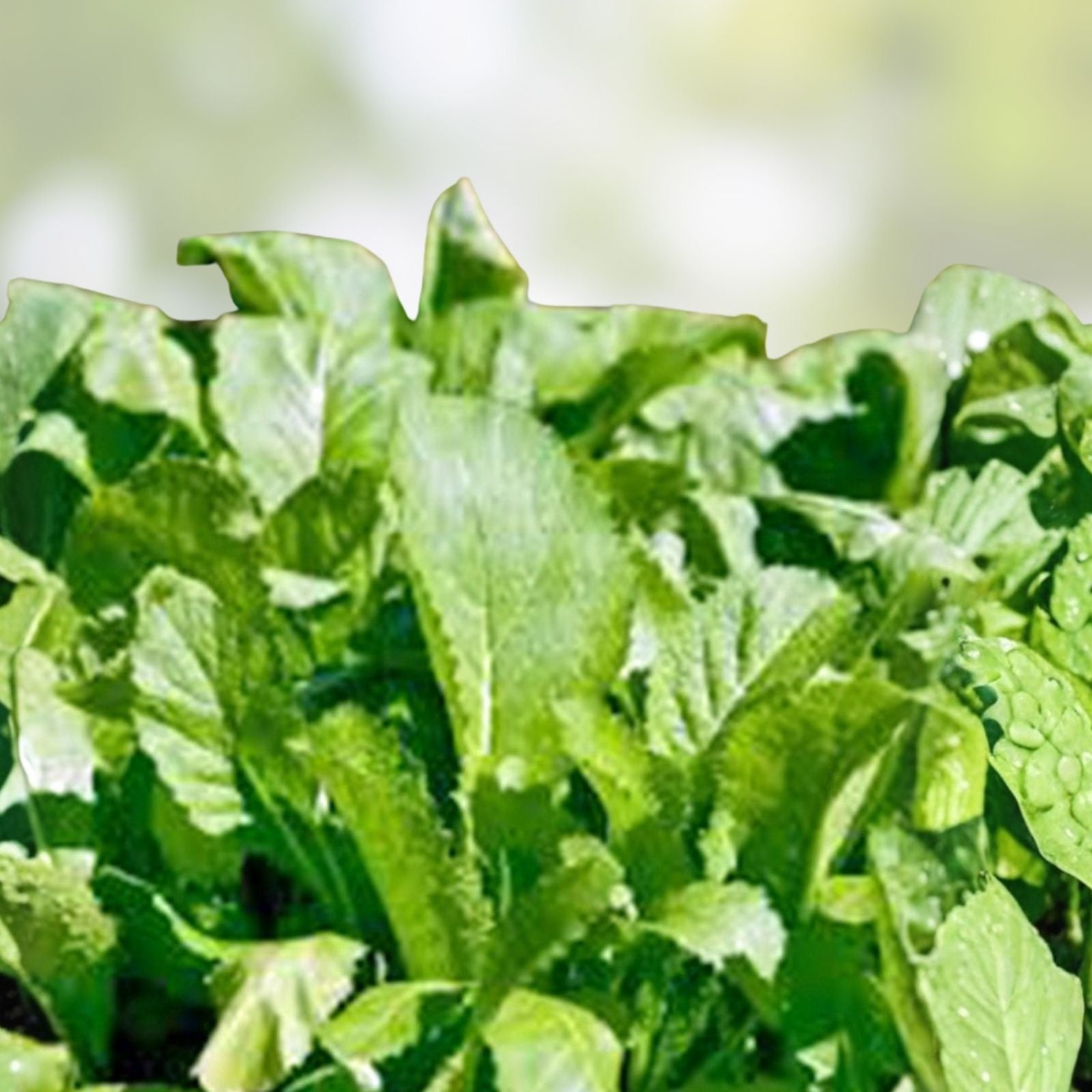 Mustard Greens Seeds 100 Pack Heirloom Non-GMO Brassica juncea Old Fashioned Variety for Home Gardening