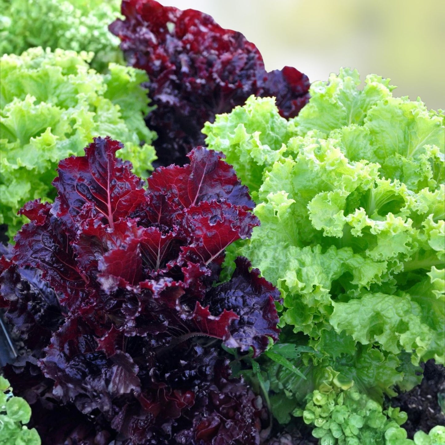 Lettuce Seeds 50+ Heirloom Prizehead Leaf Non-GMO Organic Gardening Supplies