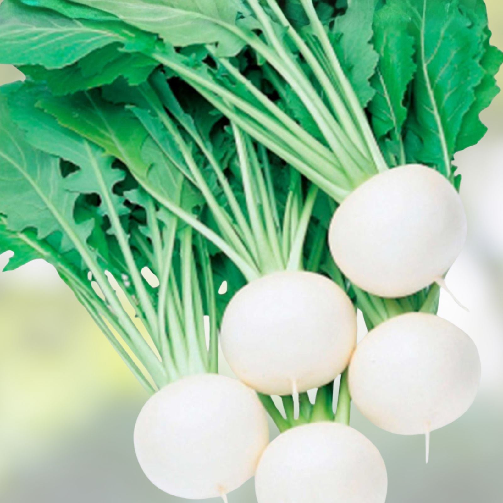 Pure White Turnip Seeds 50 Pack Fuku Komachi Hybrid Brassica rapa subsp. rapa Vegetable Seeds