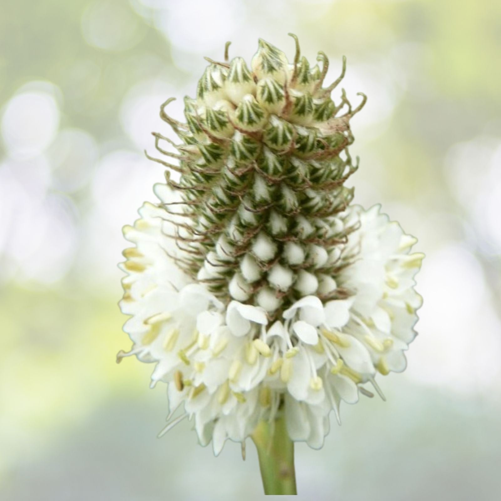 Organic White Clover Seeds - 100+ Count - Dalea candida - Non-GMO, Eco-Friendly Gardening Supplies