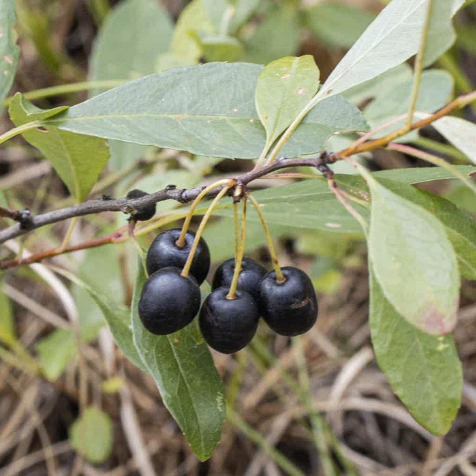 Sand Cherry Seeds 5 Pack - Edible Fruit Tree Shrub Prunus pumila - Native Plant for Landscaping & Wildlife