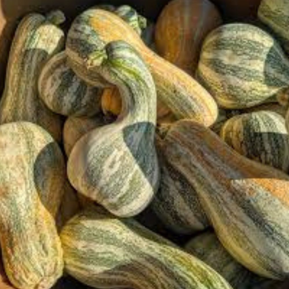 Organic Orange Striped Cushaw Squash Seeds 10 Pack USA Heirloom Garden Cucurbita maxima